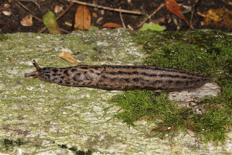 Limax maximus da Varenna (LC)